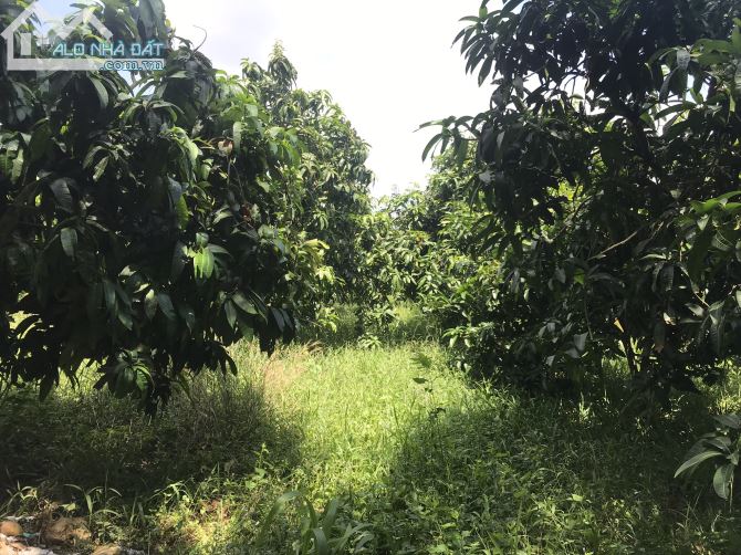 Bán đất vườn xã Phú Ngọc huyện định quán tỉnh Đồng Nai - 3