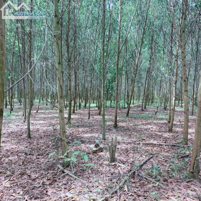 Bán đất vườn xã Túc Trưng huyện định quán tỉnh Đồng Nai - 2