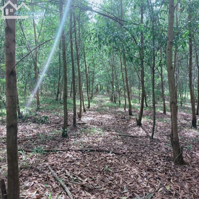 Bán đất vườn xã Túc Trưng huyện định quán tỉnh Đồng Nai - 3
