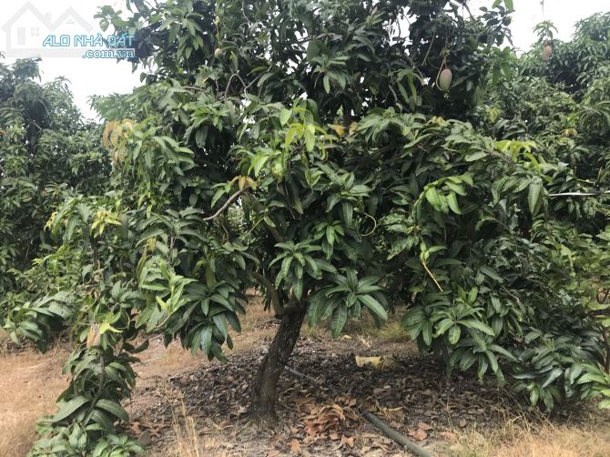 Bán đất vườn xã Phú Ngọc huyện định quán tỉnh Đồng Nai
