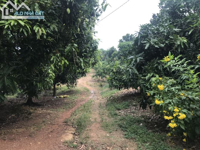 Bán đất vườn xã Phú Ngọc huyện định quán tỉnh Đồng Nai - 2