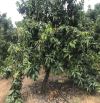 Bán đất vườn xã Phú Ngọc huyện định quán tỉnh Đồng Nai
