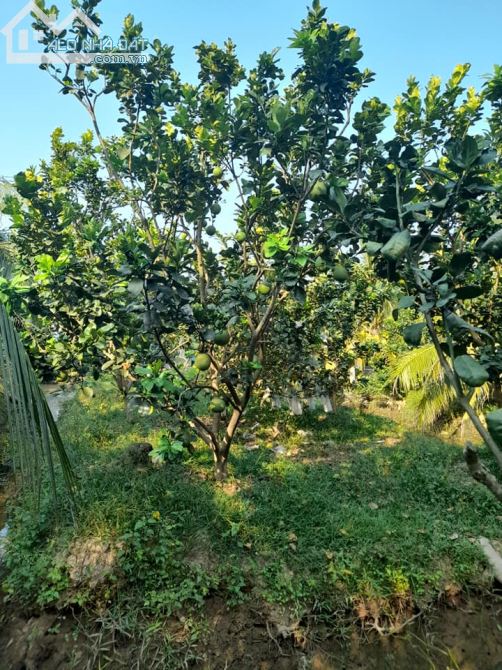 TCC - Thành Triệu Châu Thành Cần bán căn biệt thự sân vườn và 19083.9m2 đất bưởi - 2
