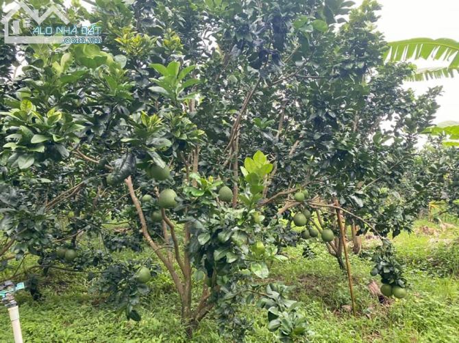 TCC - Thành Triệu Châu Thành Cần bán căn biệt thự sân vườn và 19083.9m2 đất bưởi - 3