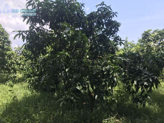 Bán đất vườn xã Phú Ngọc huyện định quán tỉnh Đồng Nai