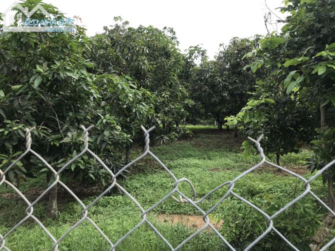 Bán đất vườn xã là ngà huyện định quán tỉnh Đồng Nai - 2