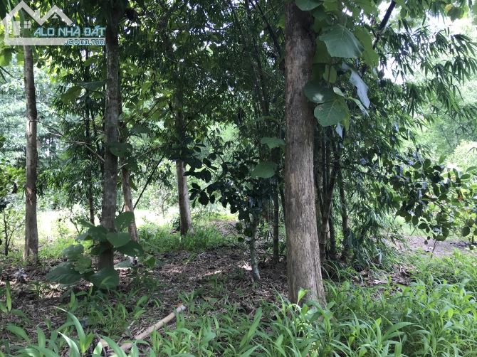 Bán đất vườn xã Túc Trưng huyện quán tỉnh Đồng Nai - 2