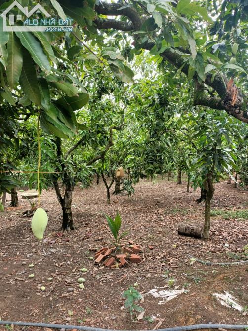 Bán đất vườn xã Túc Trưng huyện định quán tỉnh Đồng Nai - 1
