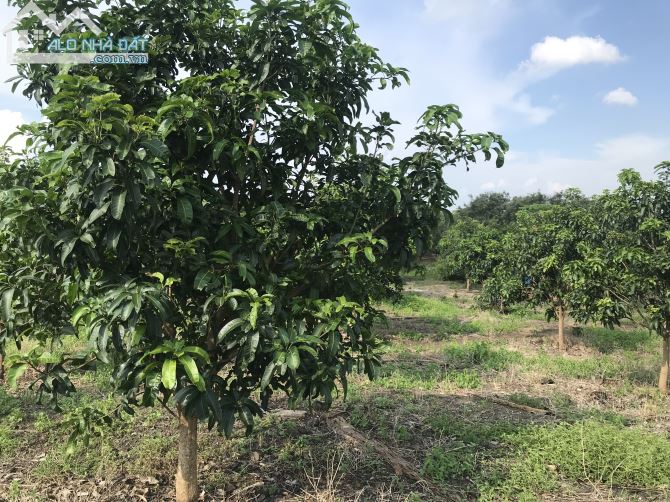 Bán đất vườn xã Túc Trưng huyện định quán tỉnh Đồng Nai - 4
