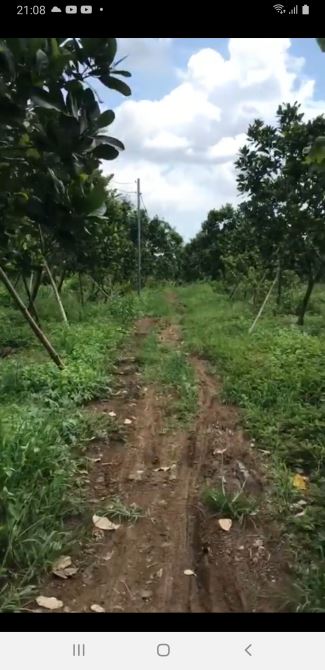 Bán đất vườn xã phú túc huyện định quán tỉnh Đồng Nai