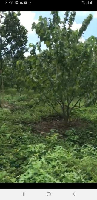 Bán đất vườn xã phú túc huyện định quán tỉnh Đồng Nai - 1