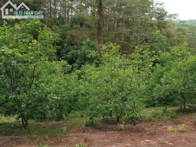 Bán đất sào mặt tiền Trảng Bằng và đường tránh 20B, P.3 Đà Lạt - 3