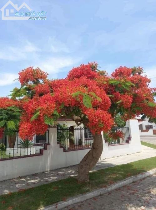 mặt tiền đường nhựa khu A 133m thổ cư 100% giá 2 tỉ50 bớt lộc chuyên nhà đất xã phước hưng - 3
