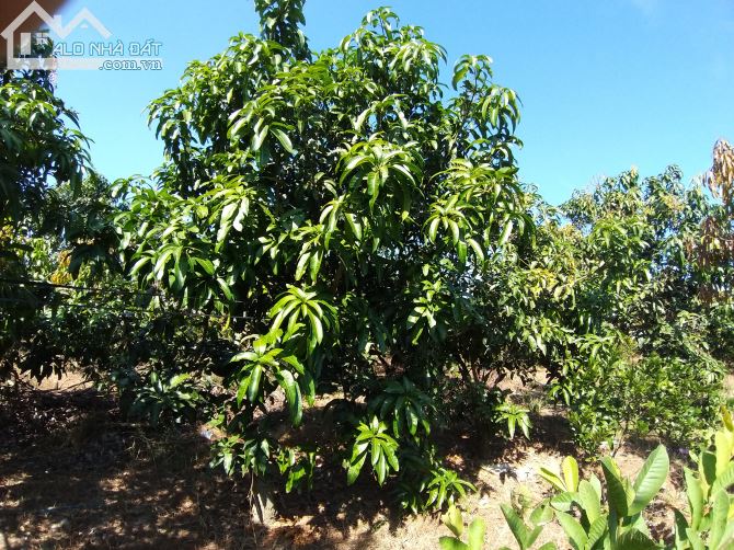 Bán đất vườn xã là ngà huyện định quán tỉnh Đồng Nai - 1