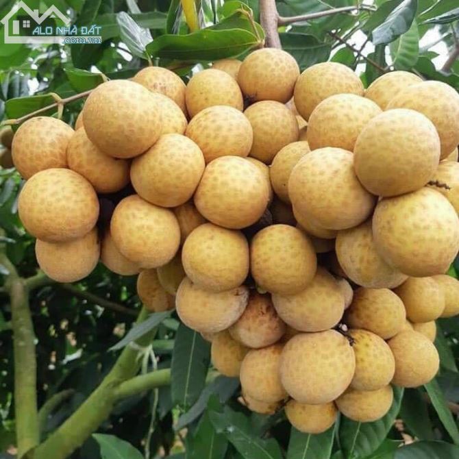 Cực rẻ, Bát Khối long biên 51m, 3,5 tầng, mt 4,2m, 3.75 tỷ, + Ngõ Bát Khối thông với ngõ T - 5