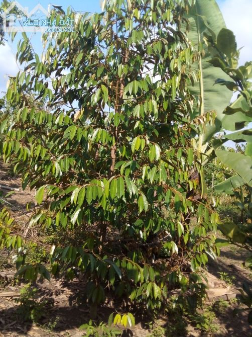 Bán đất vườn xã Túc Trưng huyện định quán tỉnh Đồng Nai - 2