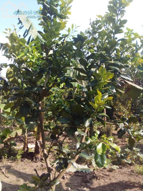 Bán đất vườn xã Túc Trưng huyện định quán tỉnh Đồng Nai - 3