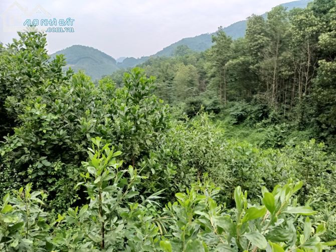 CẦN CHUYỂN NHƯỢNG 21ha Full ĐẤT ĐẤT RỪNG SẢN XUẤT TẠI KIM SƠN KIM BÔI - 1