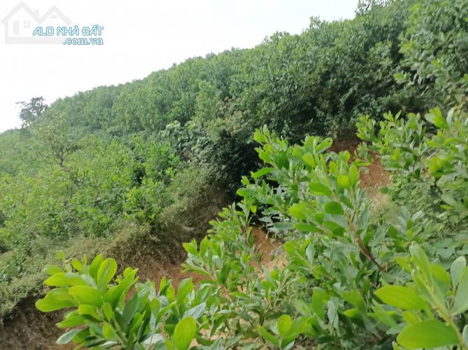 CẦN CHUYỂN NHƯỢNG 21ha Full ĐẤT ĐẤT RỪNG SẢN XUẤT TẠI KIM SƠN KIM BÔI - 2