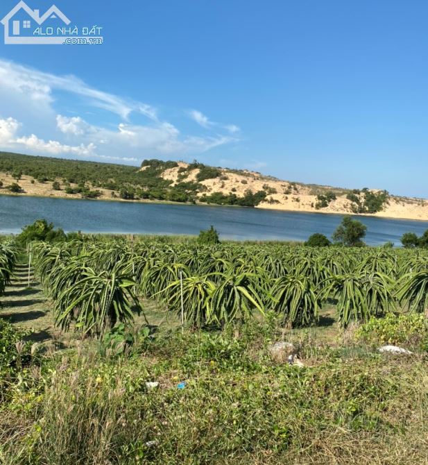 Bán 10,744m2 đất cây lâu năm thị trấn chợ lầu cách biển và kdl Thozoo 2km giá chỉ 1,77 tỷ - 1