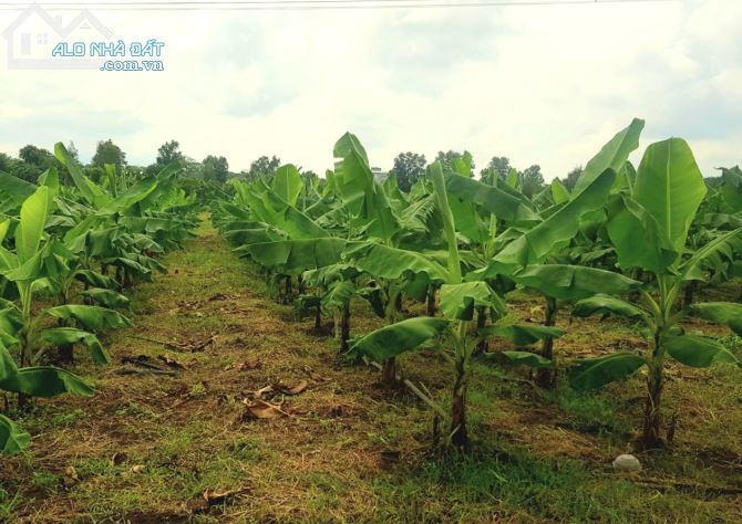 Cần vốn làm ăn bán lô đất 1000m2, nở hậu, đường hiện hữu, gần trường, chợ. - 1