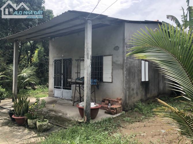 ✅KẸT TIỀN BÁN GẤP Châu Thành, TIỀN GIANG -  nhà và cây ăn trái 1500m2 - giá chỉ [3 tỷ]. - 4