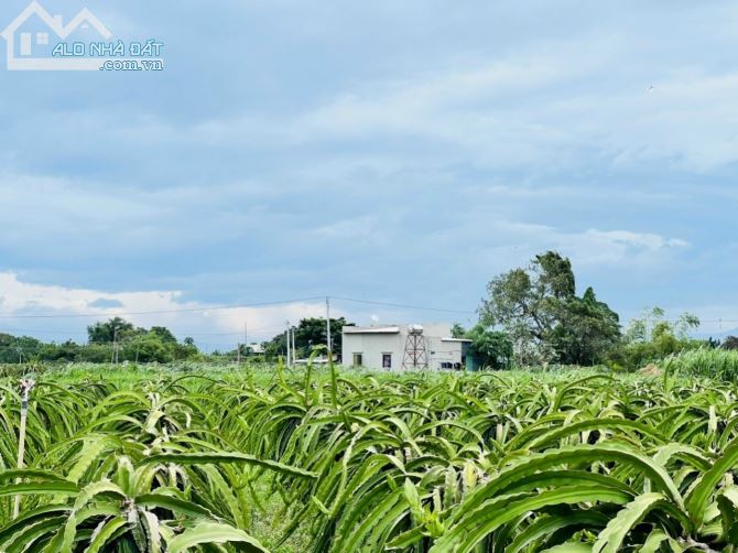 Thanh Lý Vườn Thanh Long trong Khu dân cư Hiện Hữu Sát TT chợ Lầu