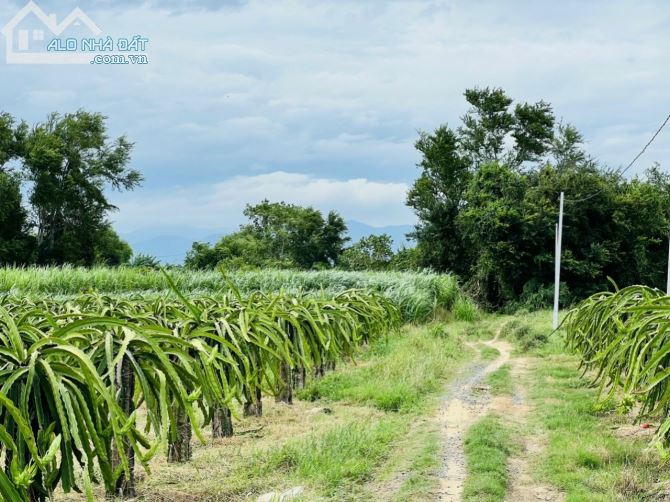Thanh Lý Vườn Thanh Long trong Khu dân cư Hiện Hữu Sát TT chợ Lầu - 2