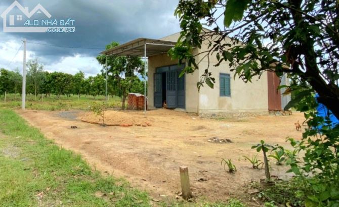 Bán vườn xoài 1007m2 (20*50), đường hiện hữu, gần trường, chợ, sổ sẵn. - 5