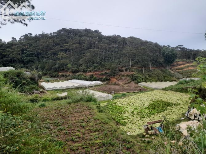 Bán đất mặt tiền view rừng thông trung tâm Đà Lạt, đi chợ đêm Đà Lạt 10p
