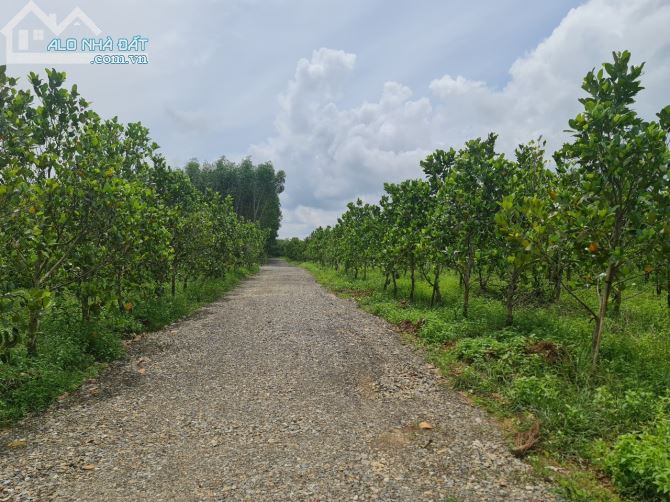 1000 - 2000m2 Đất Thanh Sơn - Định Quán - 1