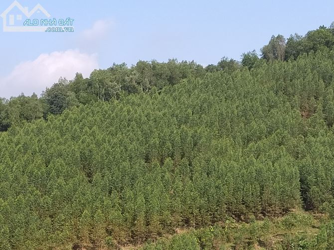 CHUYỂN NHƯỢNG 1.3HA CÓ 200 THỔ CƯ GẦN DỰ ÁN SUN GROUP GIÁ F0 - 5