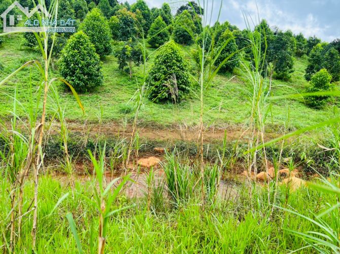 Bán lô đất view suối hồ tuyệt đẹp - mặt tiền đường Yến Hồ, Tp Bảo Lộc - 2