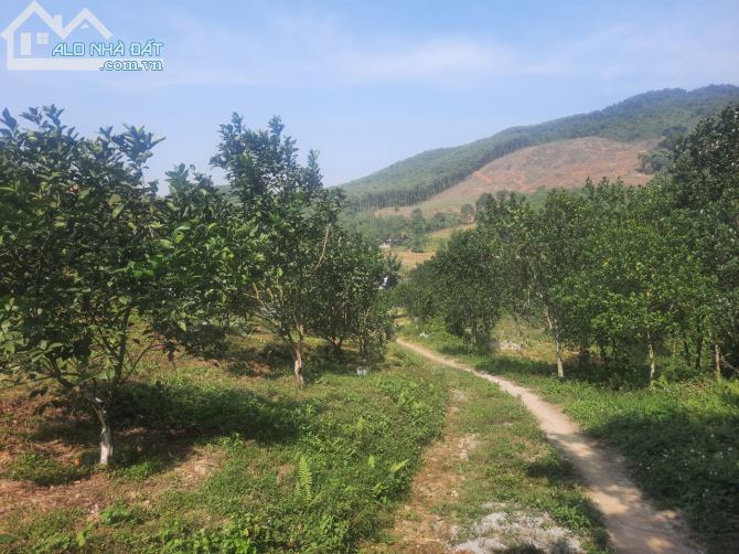 Chuyển nhượng 2.5ha đất rsx tại Kim Bôi gần dự án nghỉ dưỡng hồ nam thượng - 1