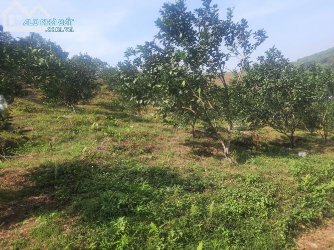 Chuyển nhượng 2.5ha đất rsx tại Kim Bôi gần dự án nghỉ dưỡng hồ nam thượng - 3