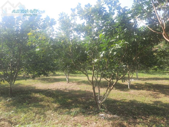 Chuyển nhượng 2.5ha đất rsx tại Kim Bôi gần dự án nghỉ dưỡng hồ nam thượng - 5
