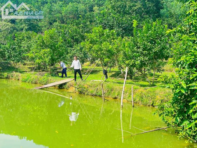 Chỉ 480k/m2 với diện tích cực khủng 10.000m2 tại Thượng Bì Kim Bôi HB - 1
