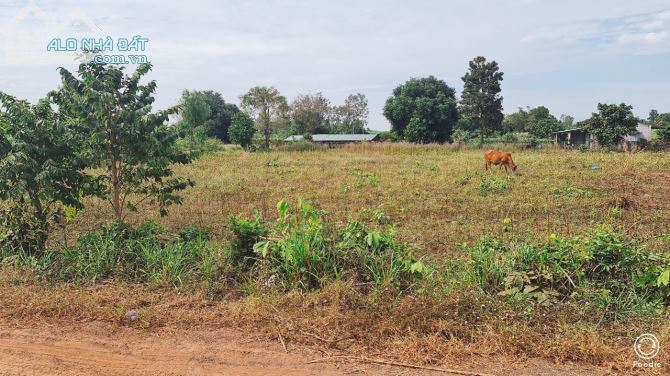 BÁN ĐẤT PHƯỚC LONG THỌ ĐẤT ĐỎ BÀ RỊA VŨNG TÀU diện tích 350m, gần,khu công nghiệp - 2