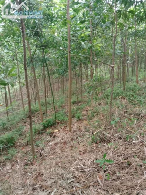 Bán nhanh 2.7ha có 200 đất vườn view cánh đồng, giá nhỉnh 1 tỷ tại kim bôi - 1