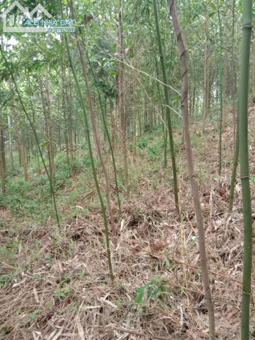 Bán nhanh 2.7ha có 200 đất vườn view cánh đồng, giá nhỉnh 1 tỷ tại kim bôi - 4