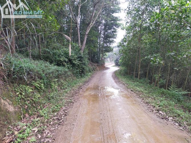 Cần chuyển nhượng 8.8ha rsx bám đường bê tông tại Kim Bôi giá rẻ chỉ nhỉnh 300tr/ha - 4