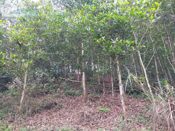 Cần chuyển nhượng 8.8ha rsx bám đường bê tông tại Kim Bôi giá rẻ chỉ nhỉnh 300tr/ha - 5