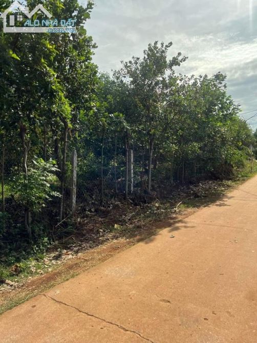 Bán gần 1 mẫu xuân quế vườn trái cây giá mêm cho nhà đầu tư - 2