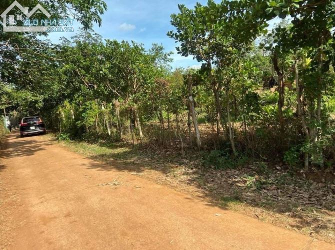 Bán gần 1 mẫu xuân quế vườn trái cây giá mêm cho nhà đầu tư - 3
