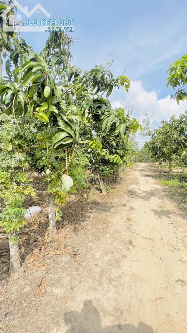 Bán Đất Vườn Xoài Hơn 1,5ha Xã Phú Ngọc, H. Định Quán Chỉ 390tr / Sào