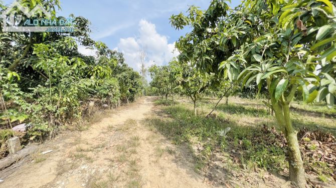 Bán Đất Vườn Xoài Hơn 1,5ha Xã Phú Ngọc, H. Định Quán Chỉ 390tr / Sào - 1