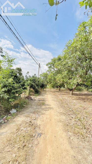 Bán Đất Vườn Xoài Hơn 1,5ha Xã Phú Ngọc, H. Định Quán Chỉ 390tr / Sào - 2