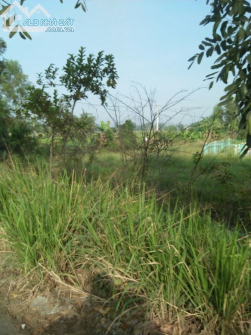 [LONG AN] Đầu tư sinh lời bán đất HXC ĐT 830–X.lương bình–H.bến lức-dt: 5900m²-giá 8 tỷ - 5