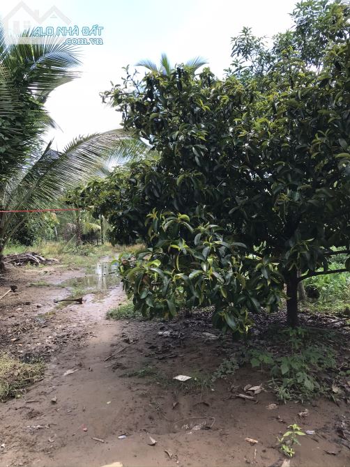 NỀN ĐẤT VƯỜN 500m2 NGUYỄN CHÍ THANH- LỘ Ô TÔ 4m - 1