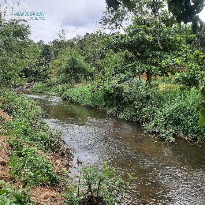 ĐẤT 2 MẶT TIỀN VIEW SUỐI LỚN, XÃ EA NUÔL, BUÔN ĐÔN CÁCH TP BMT CHỈ 12KM - 1